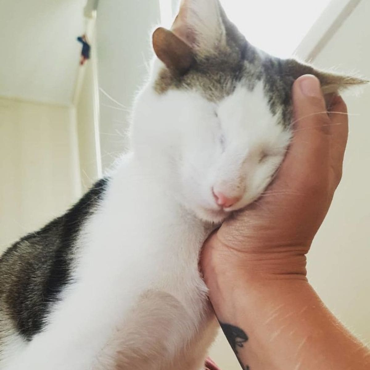 a man strokes a kitten without an eye