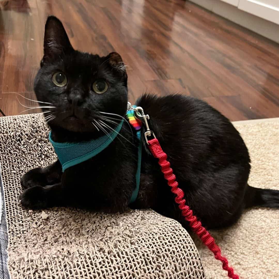 a one-eared cat lies on the carpet