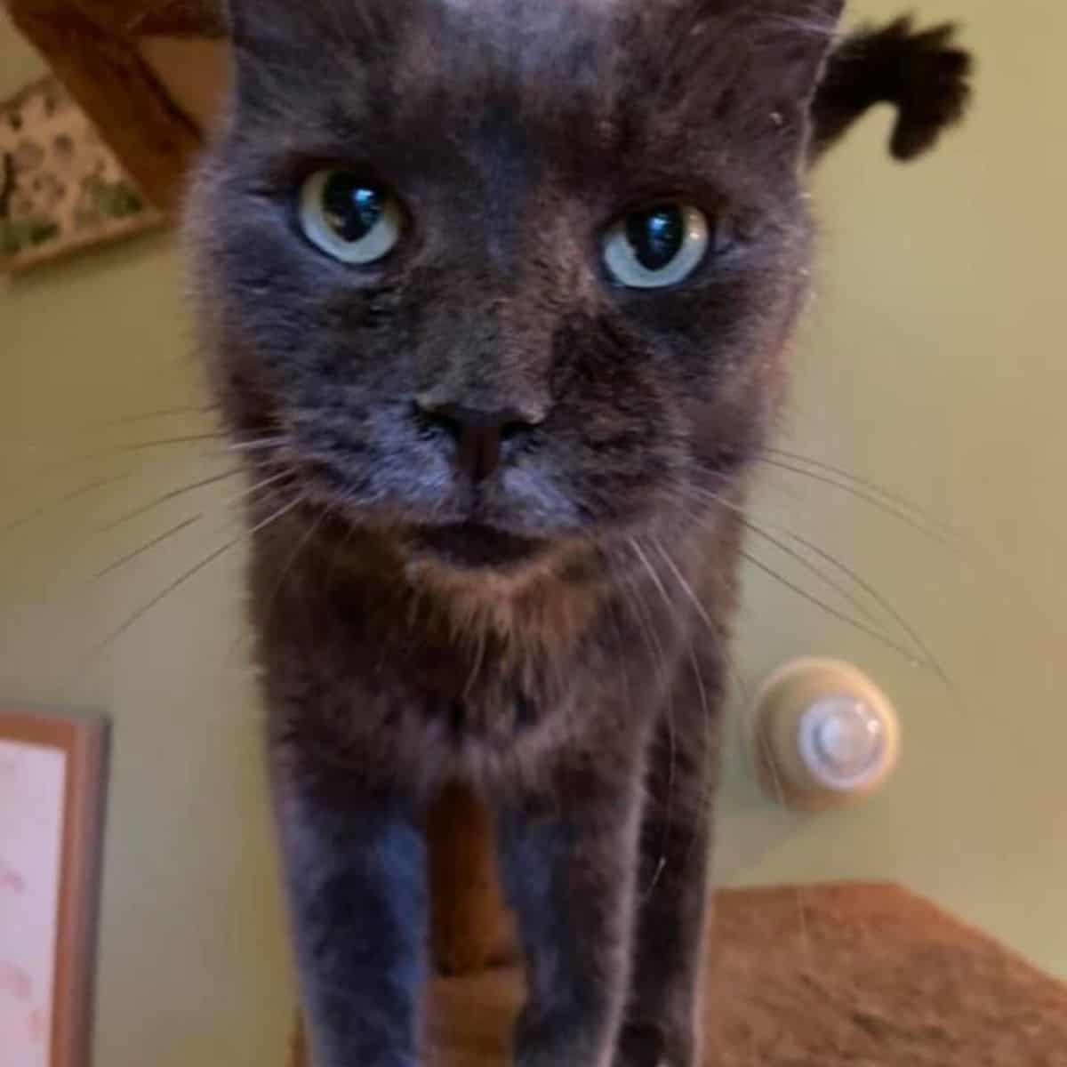 a portrait of a black cat stands in front of the camera