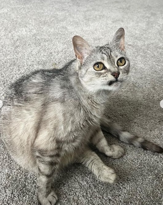 a scowling old cat sits on a gray carpet