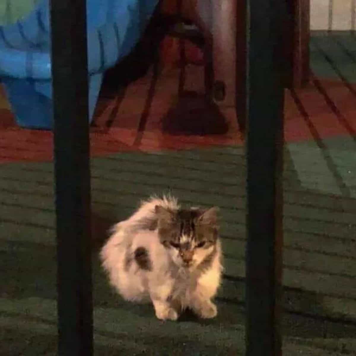 a shaggy cat sits outdoors