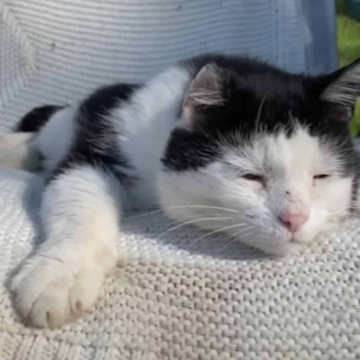 a smothered cat lies on a knitted white background