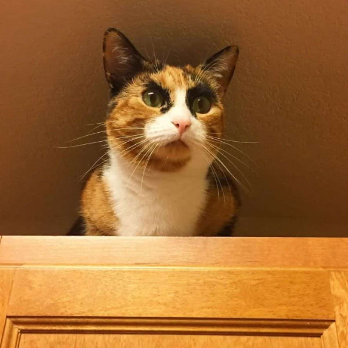 a surprised cat is sitting at the door