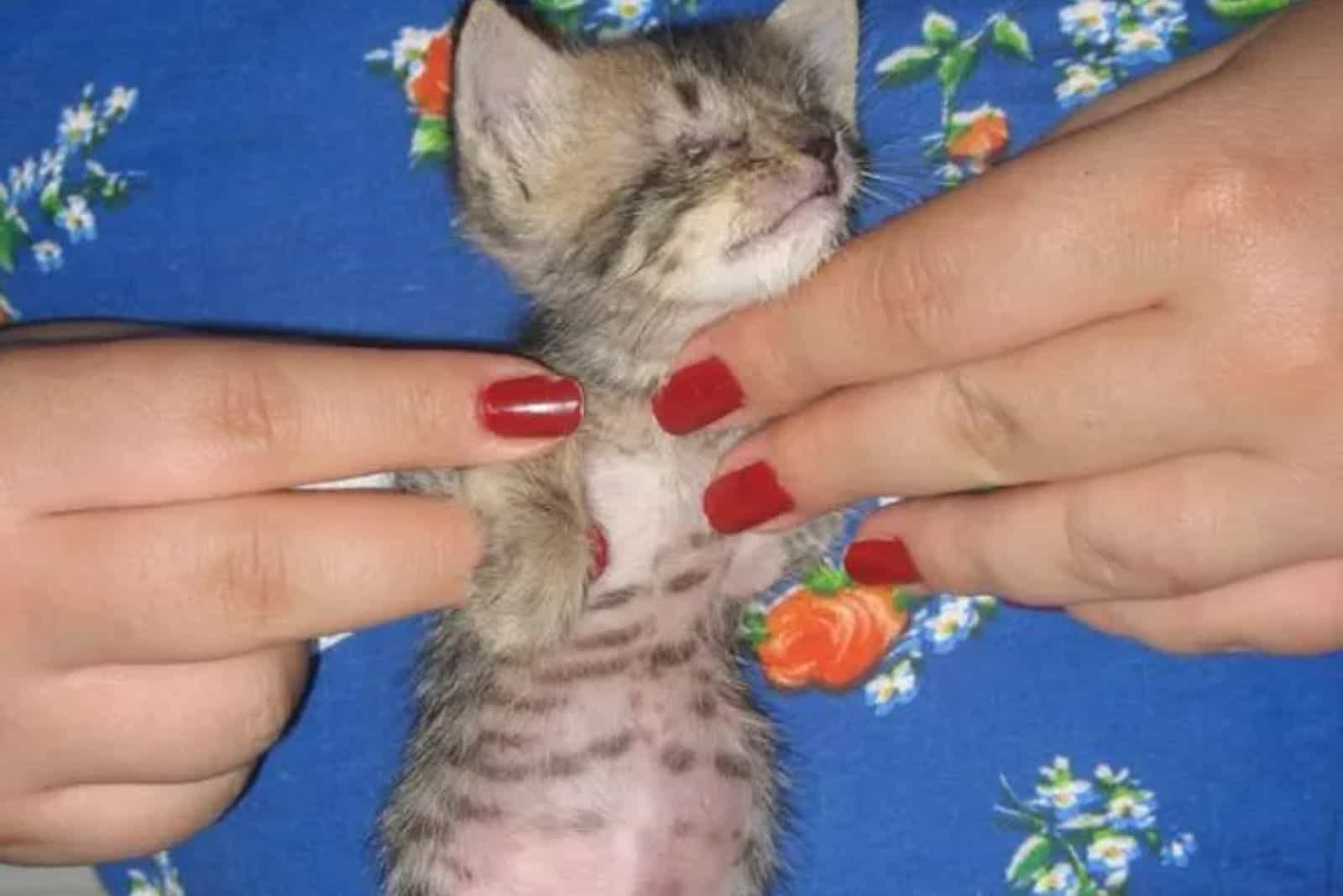 a woman caresses a rescued kitten