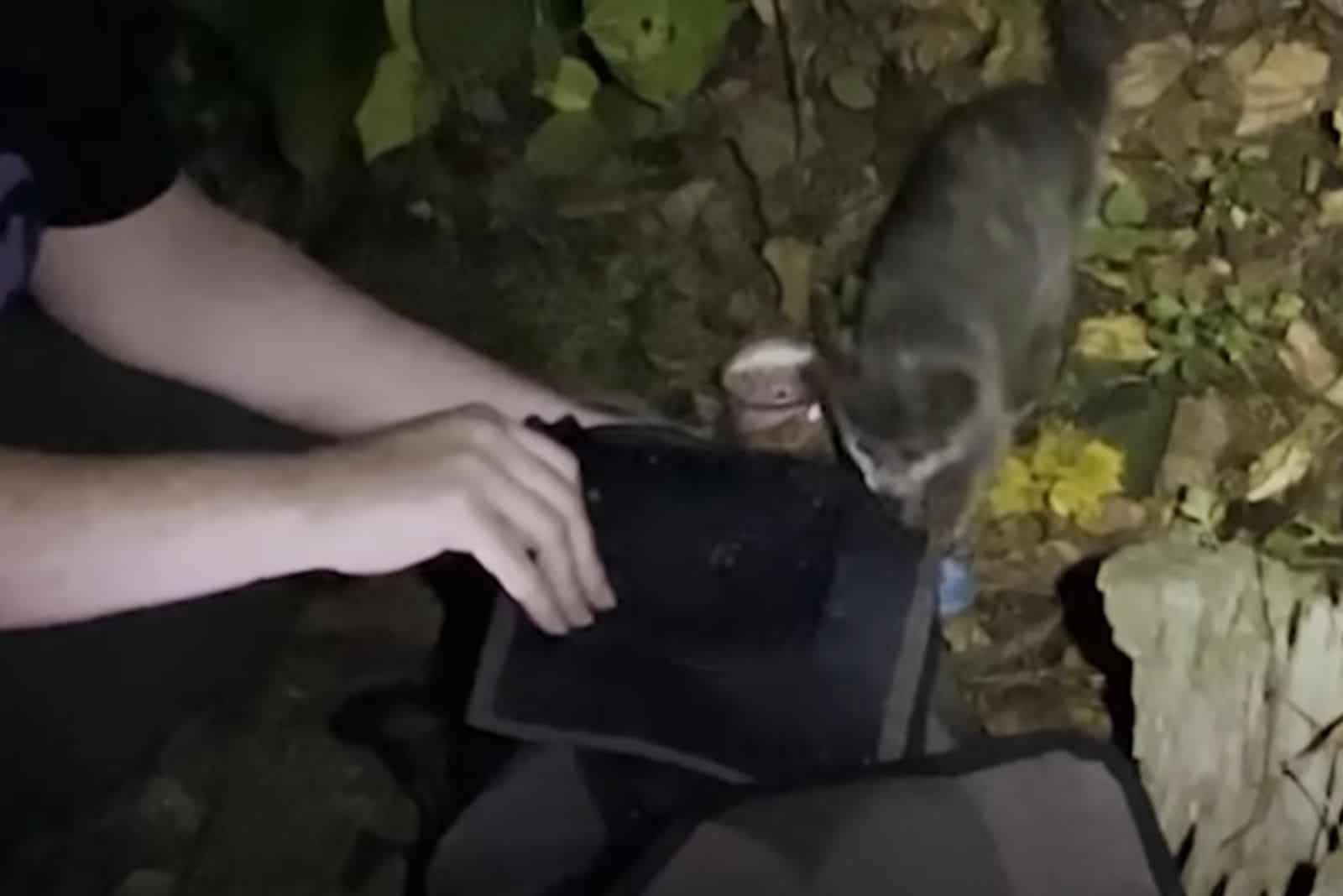 a woman feeds an abandoned kitten