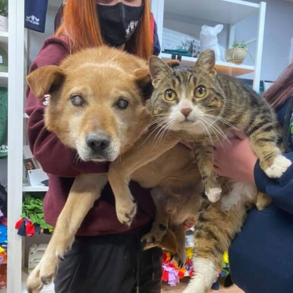 a woman holds a blind dog and a cat in her arms