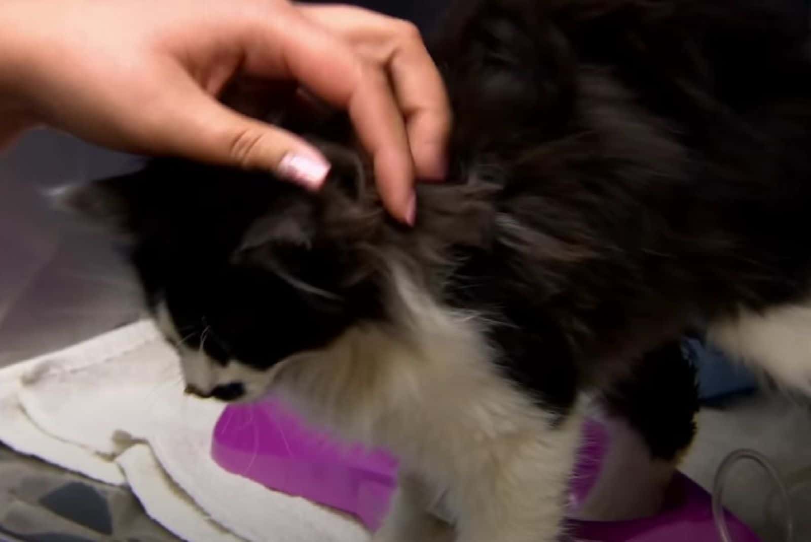a woman is petting a black and white kitten