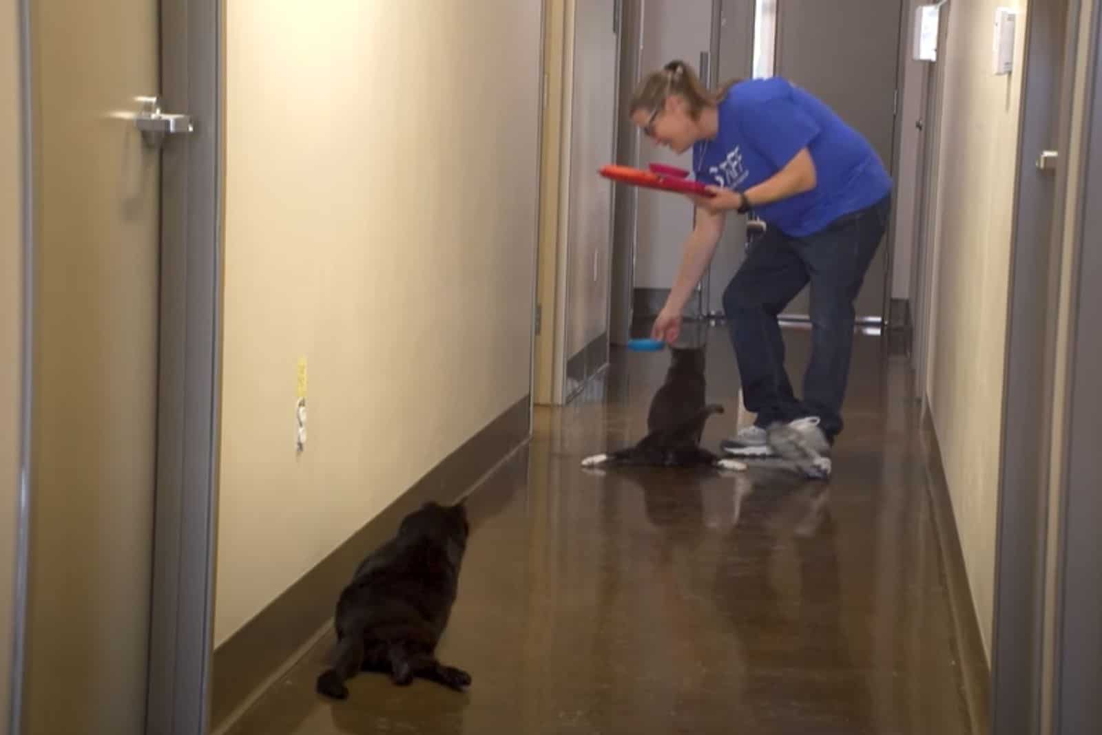 a woman volunteer helping the paralyzed cats