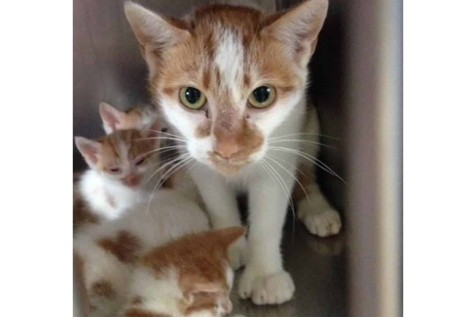 a yellow and white cat with her kittens