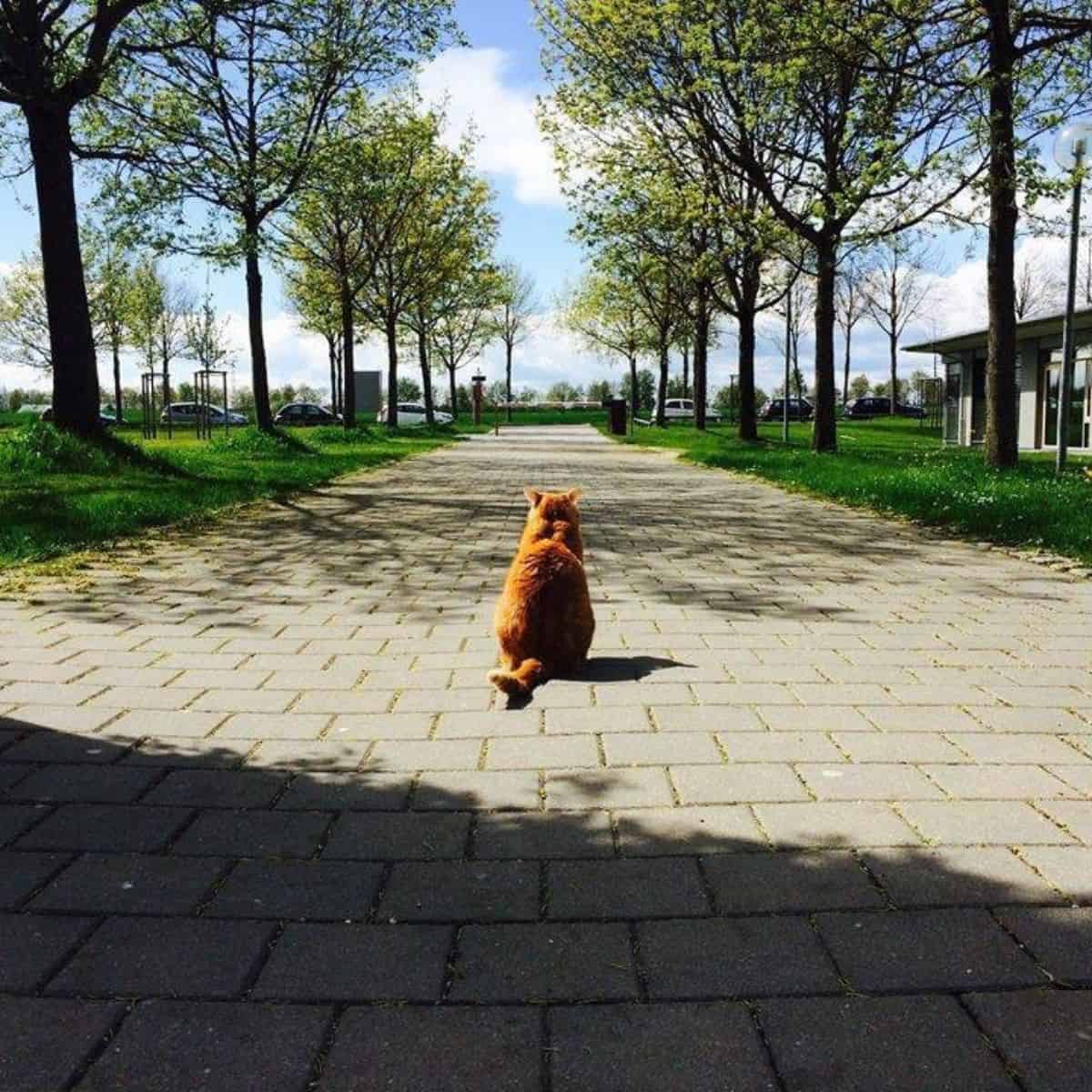 a yellow cat is sitting on the pavement