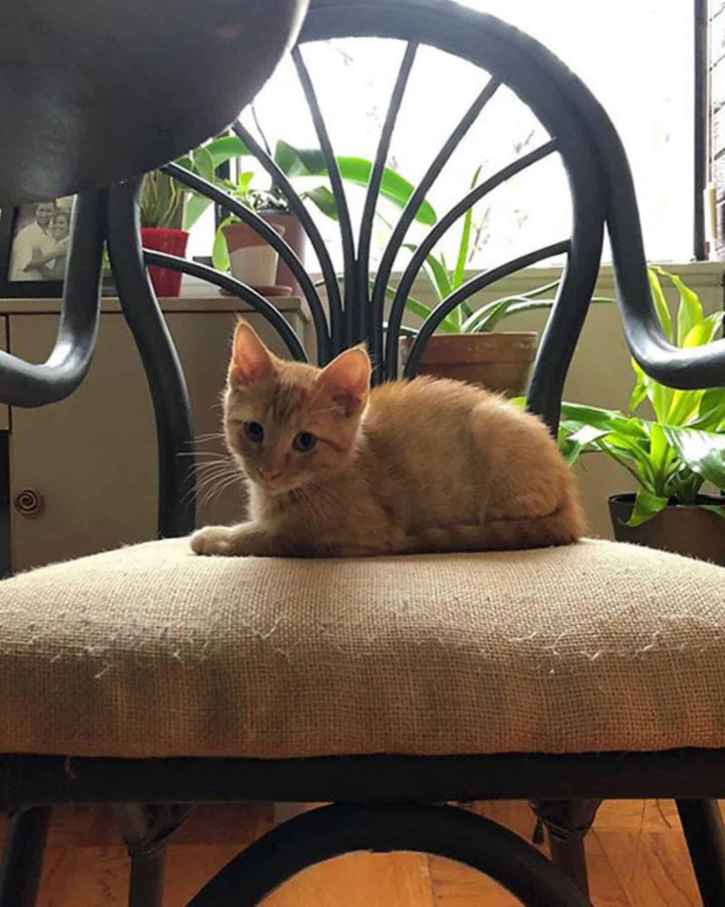 a yellow kitten is sitting on a chair