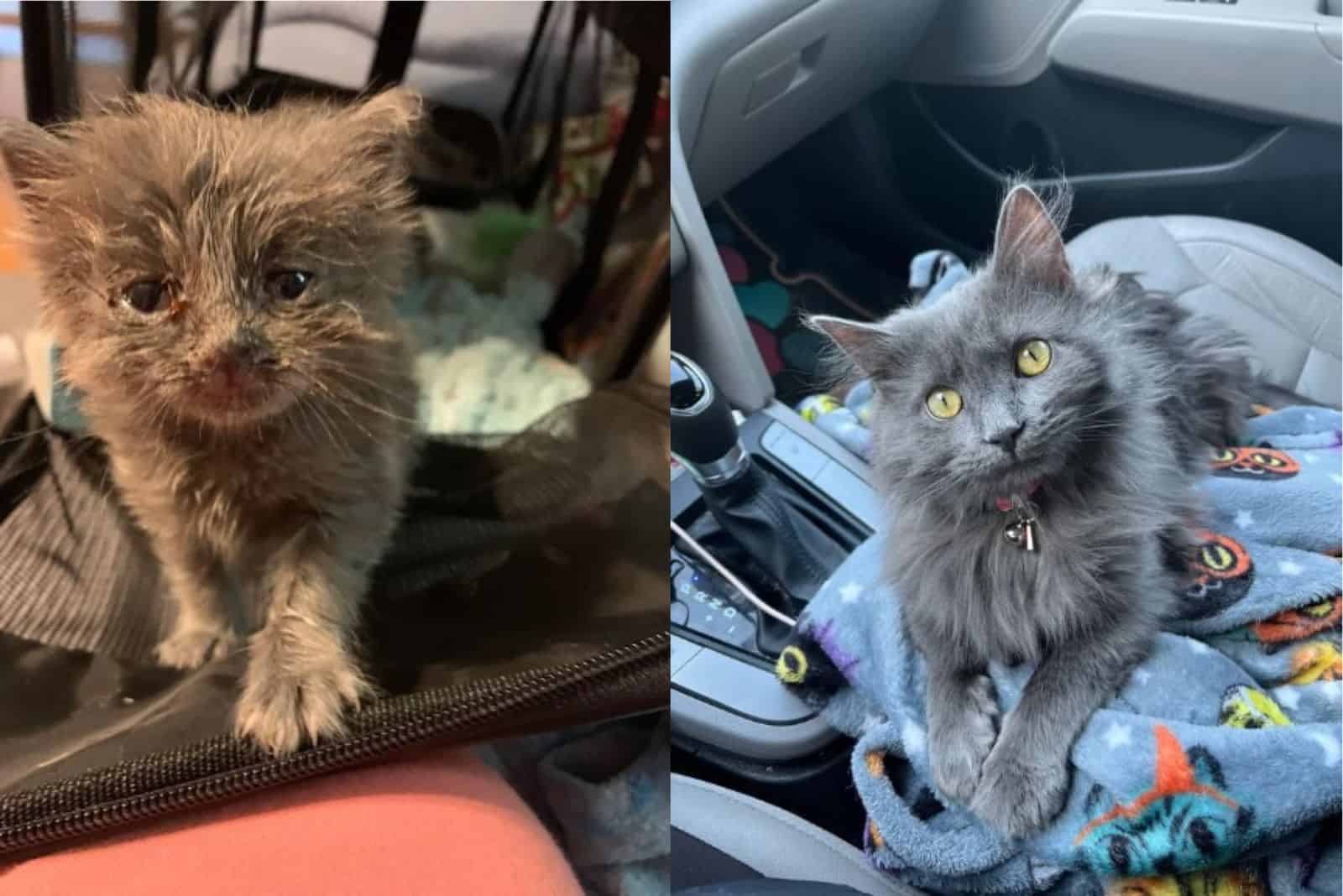 abandoned cat Smokey before and after adoption