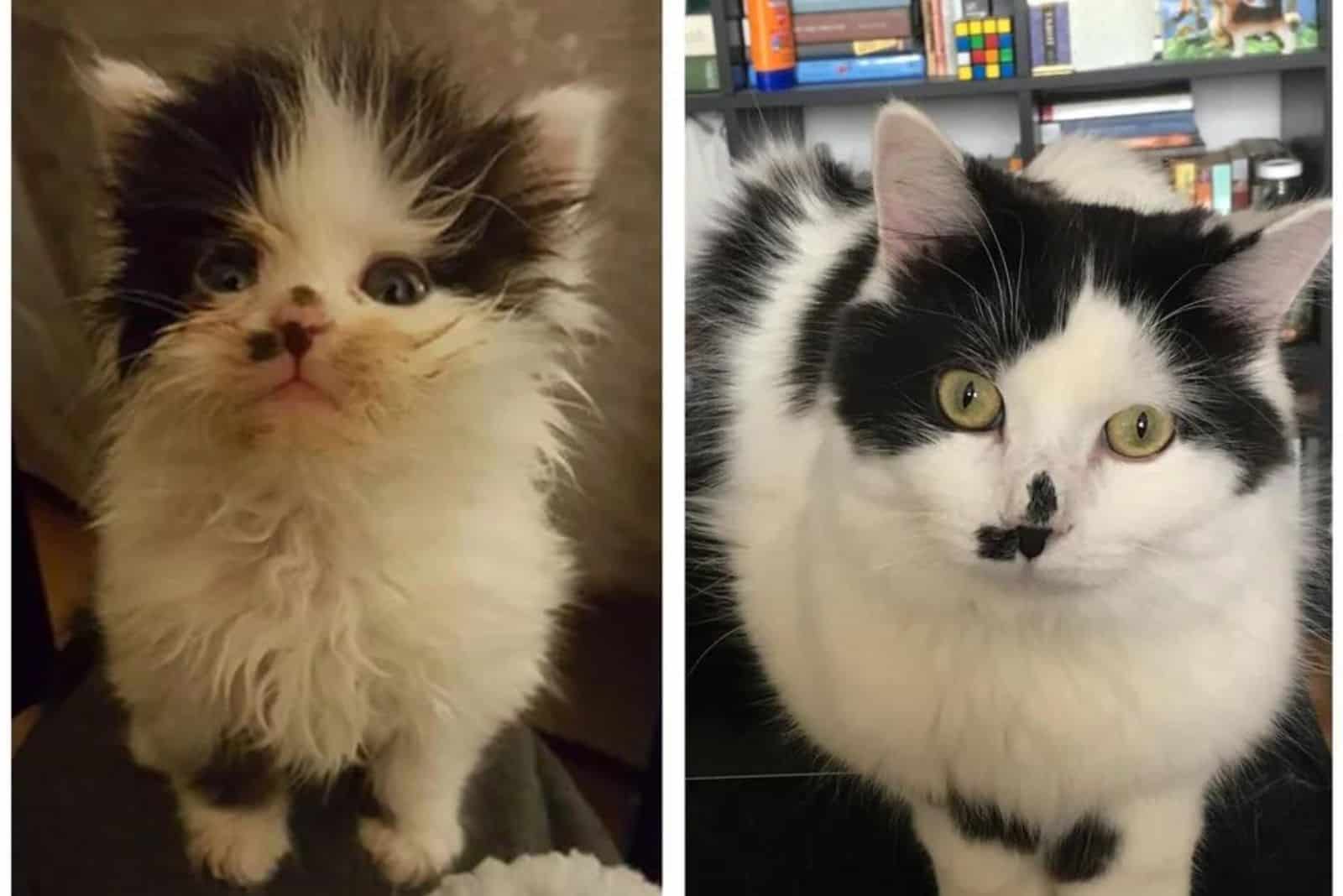 abandoned cat before and after adoption