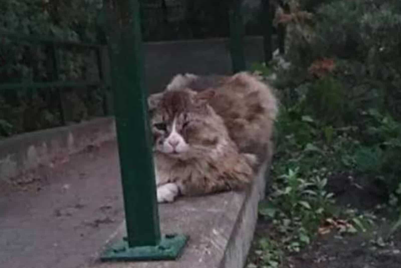 abandoned cat outdoor