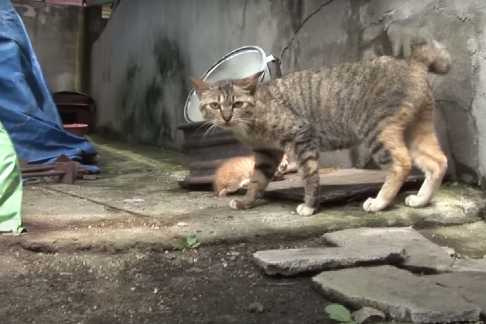 abandoned cat outdoors