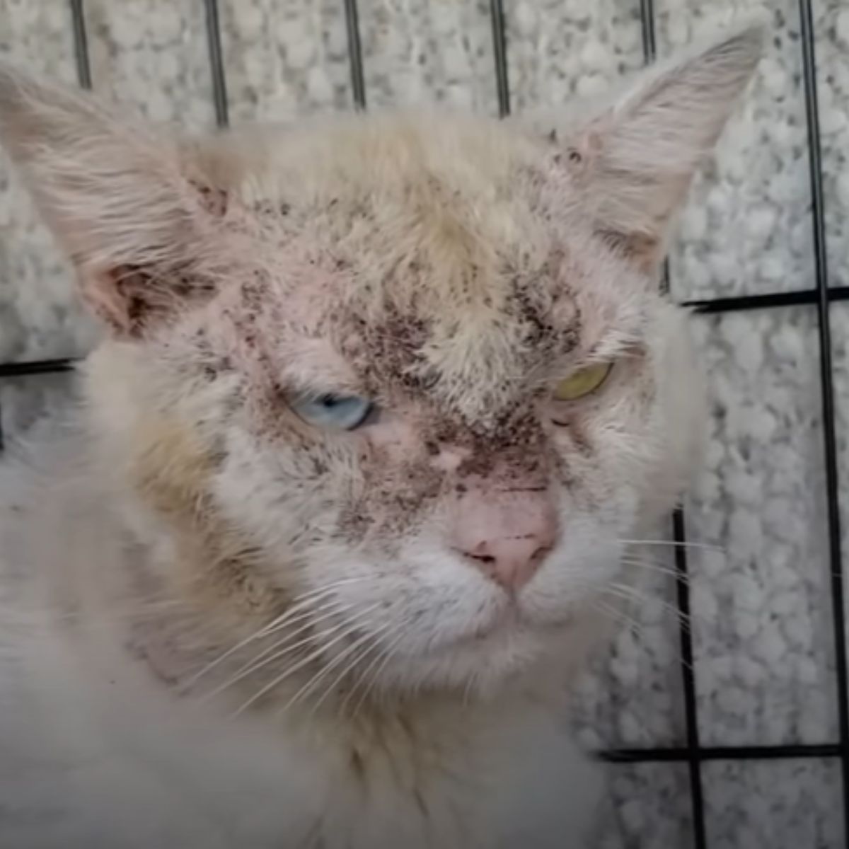 abandoned white cat