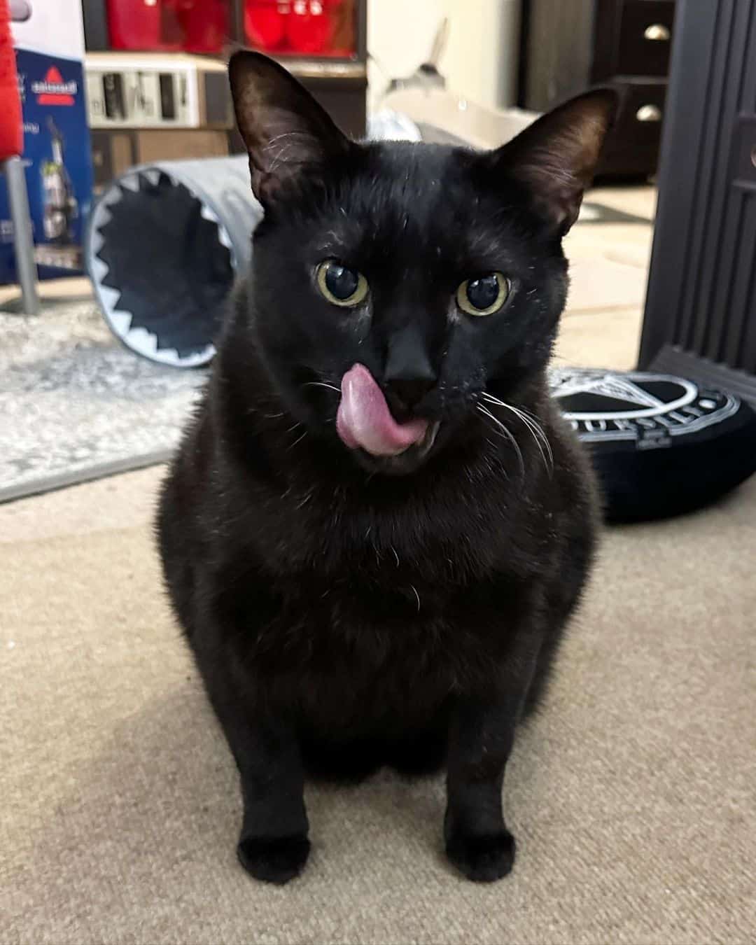 adopted black cat sitting on floor