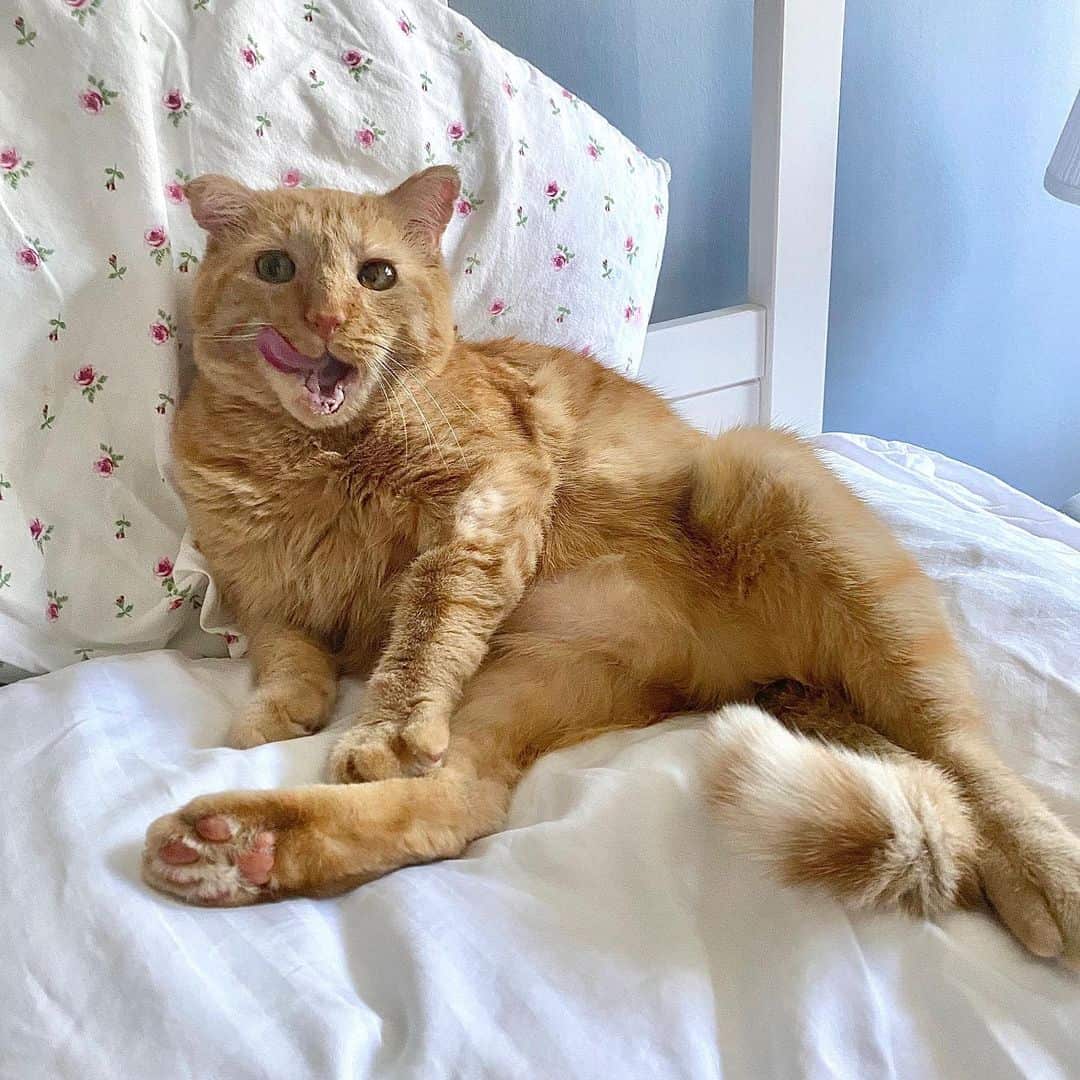 adopted cat lying on bed