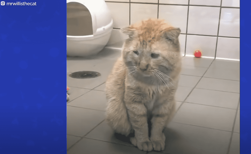 adopted cat sitting on floor