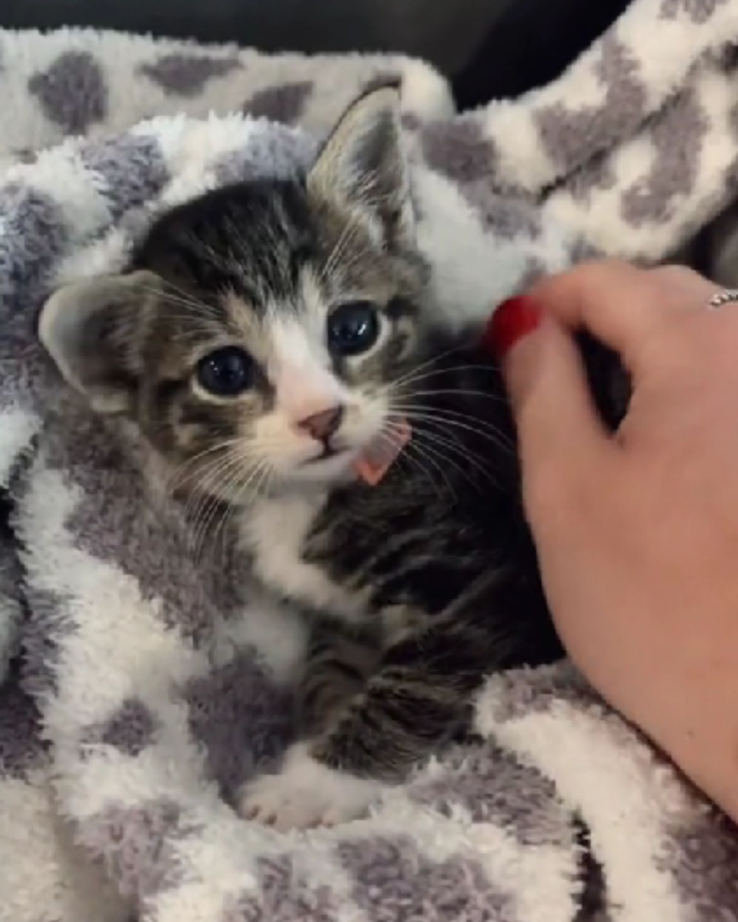 adorable domestic kitten