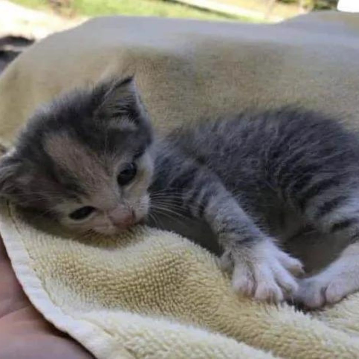 adorable kitten in guys hand