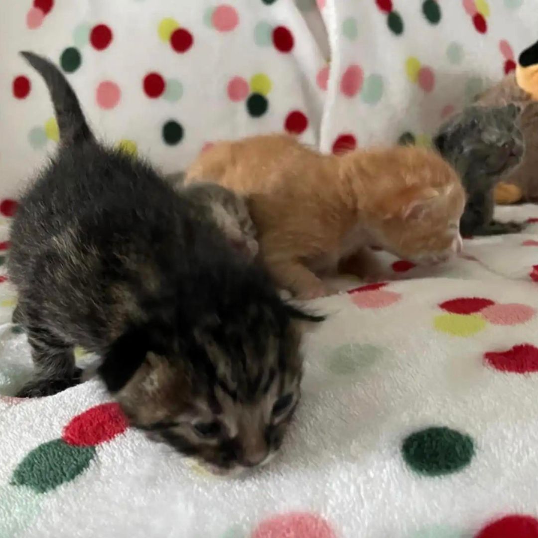 adorable kittens on the couch