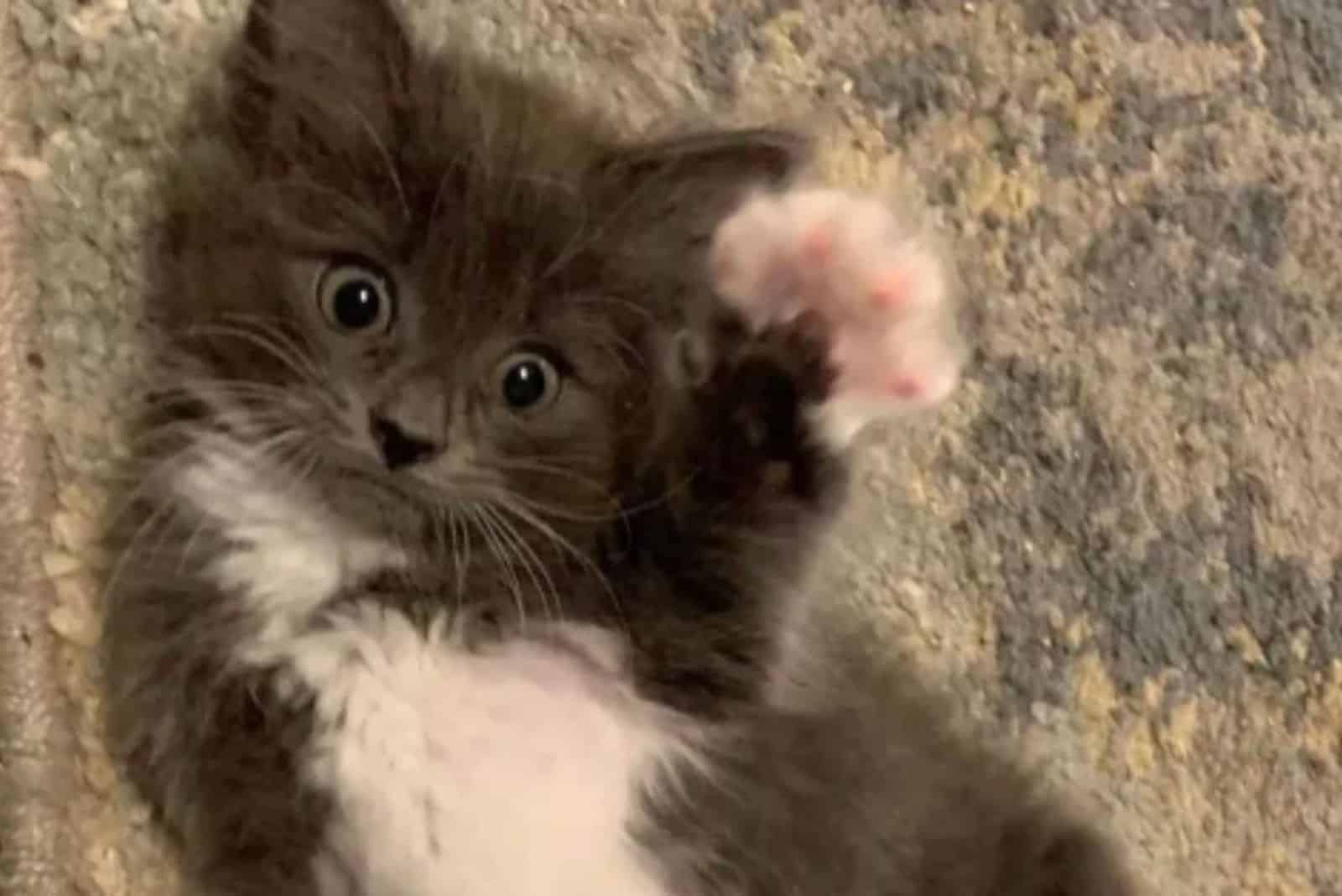 adorable photo of Lady Purrl lifting paws in the air