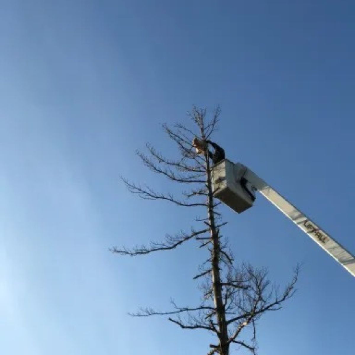 arborist rescuing cat from tree