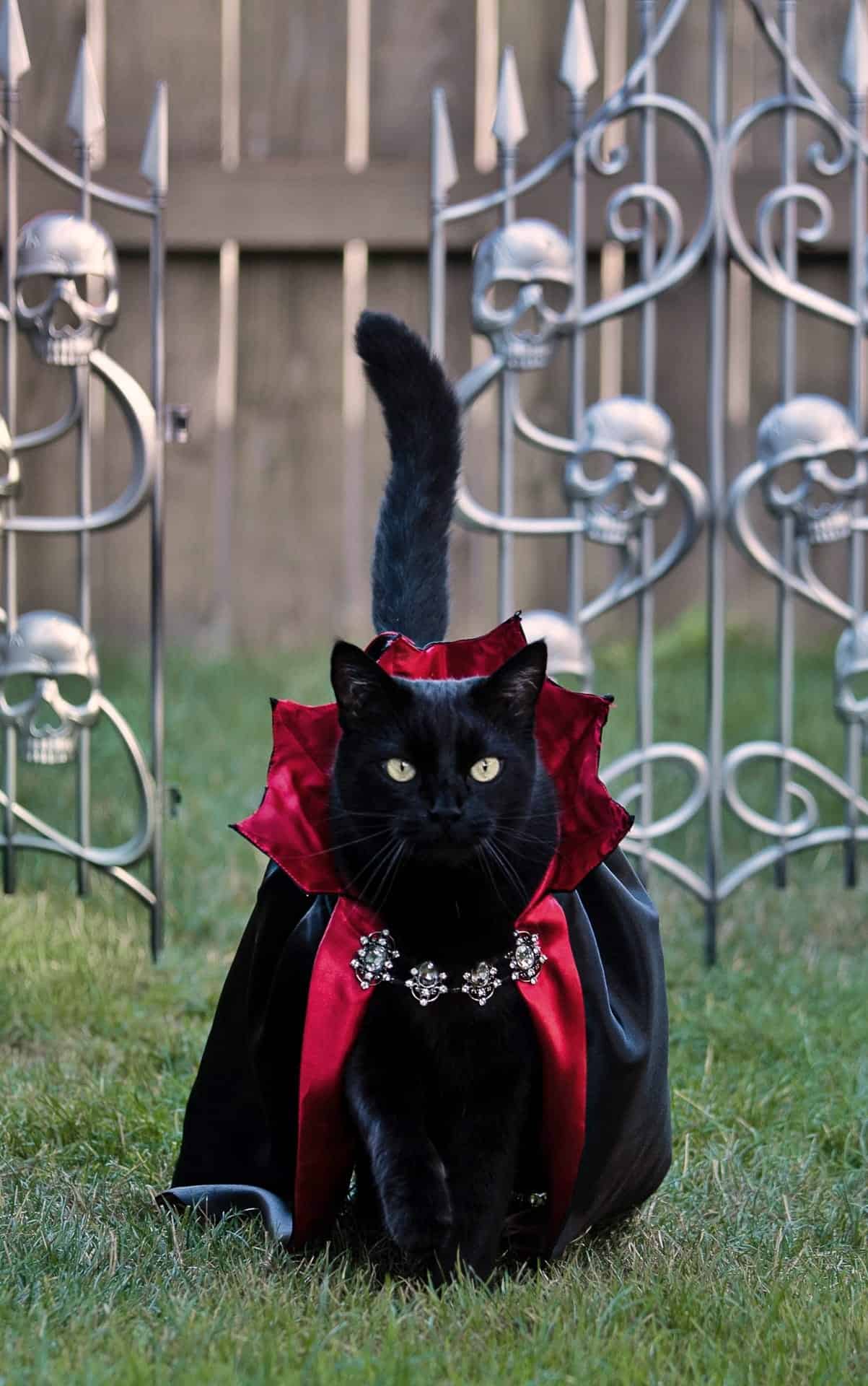 beautiful black cat with a coat in the garden