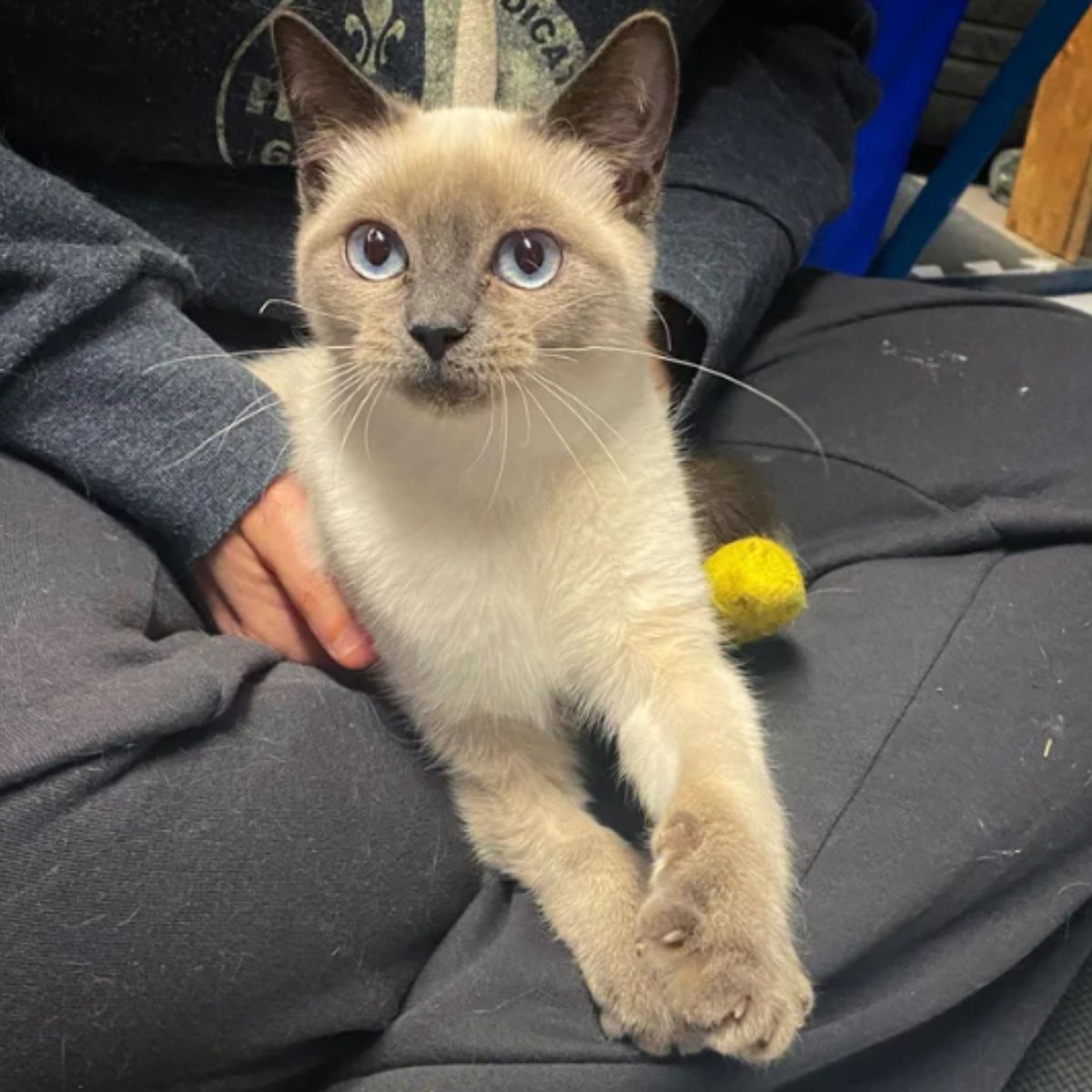 beautiful cat sitting on womans legs