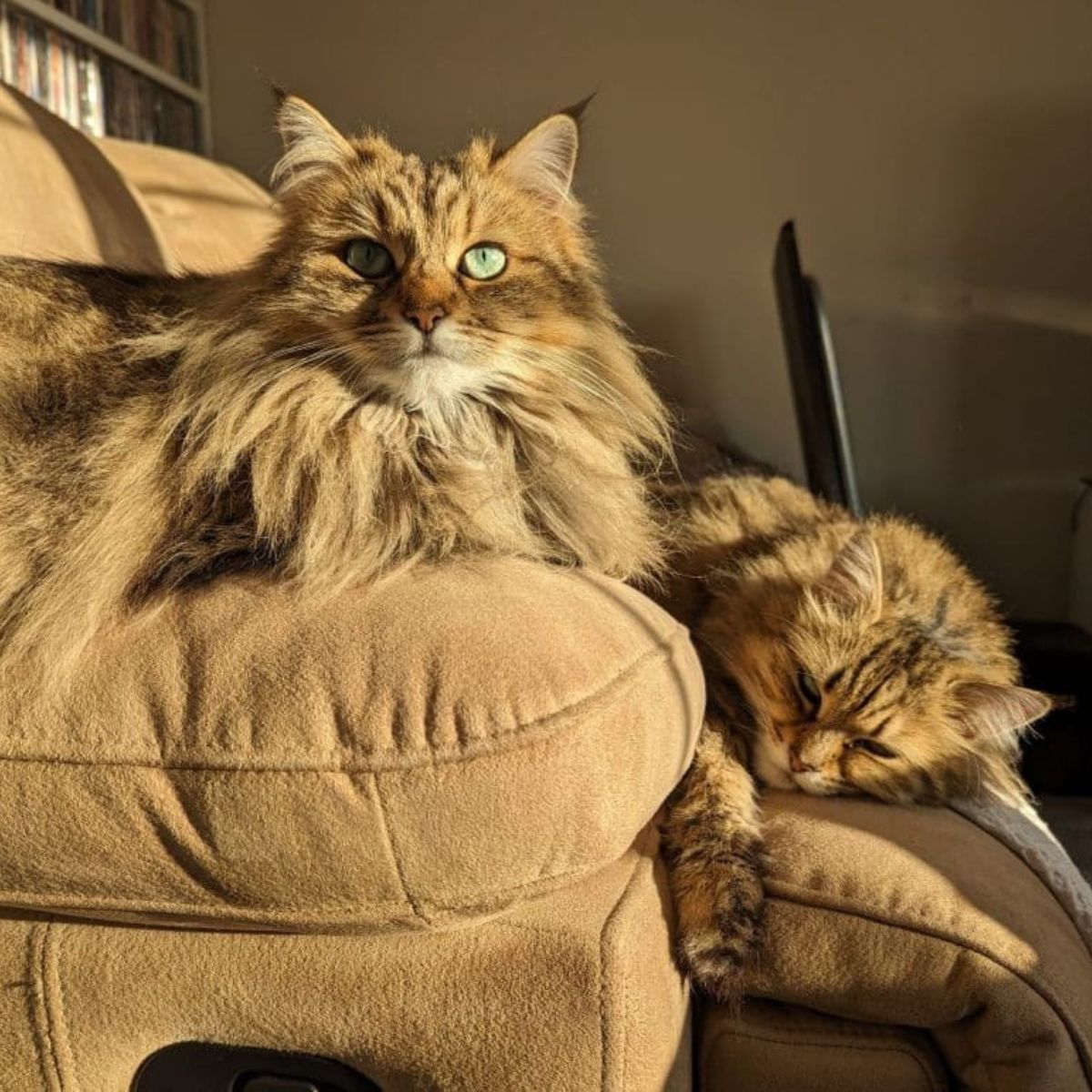 beautiful cats in sun