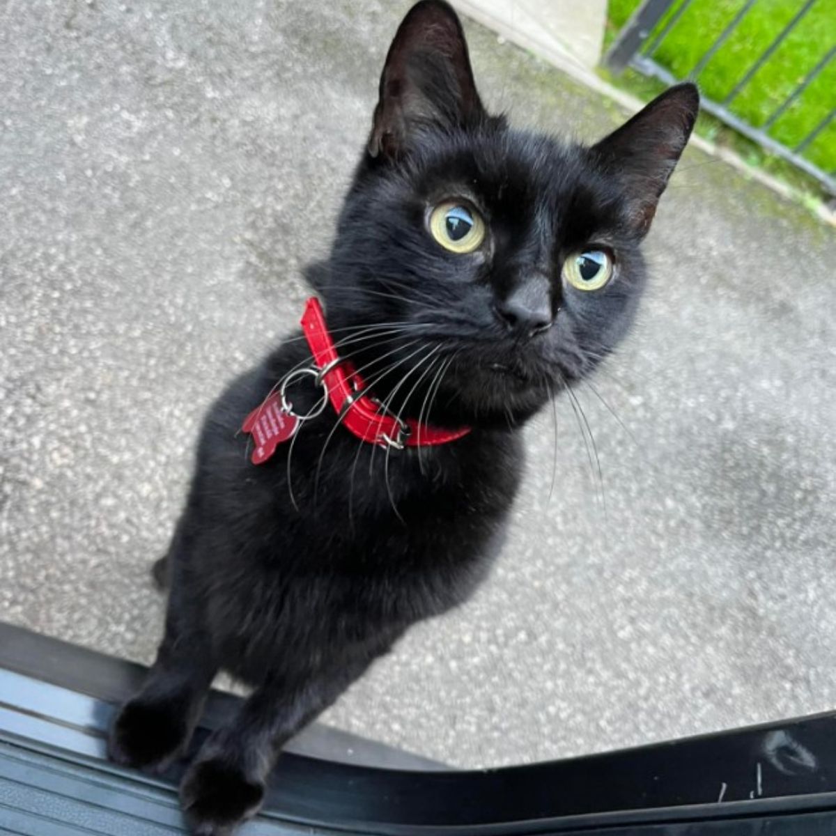 benji the cat with red collar