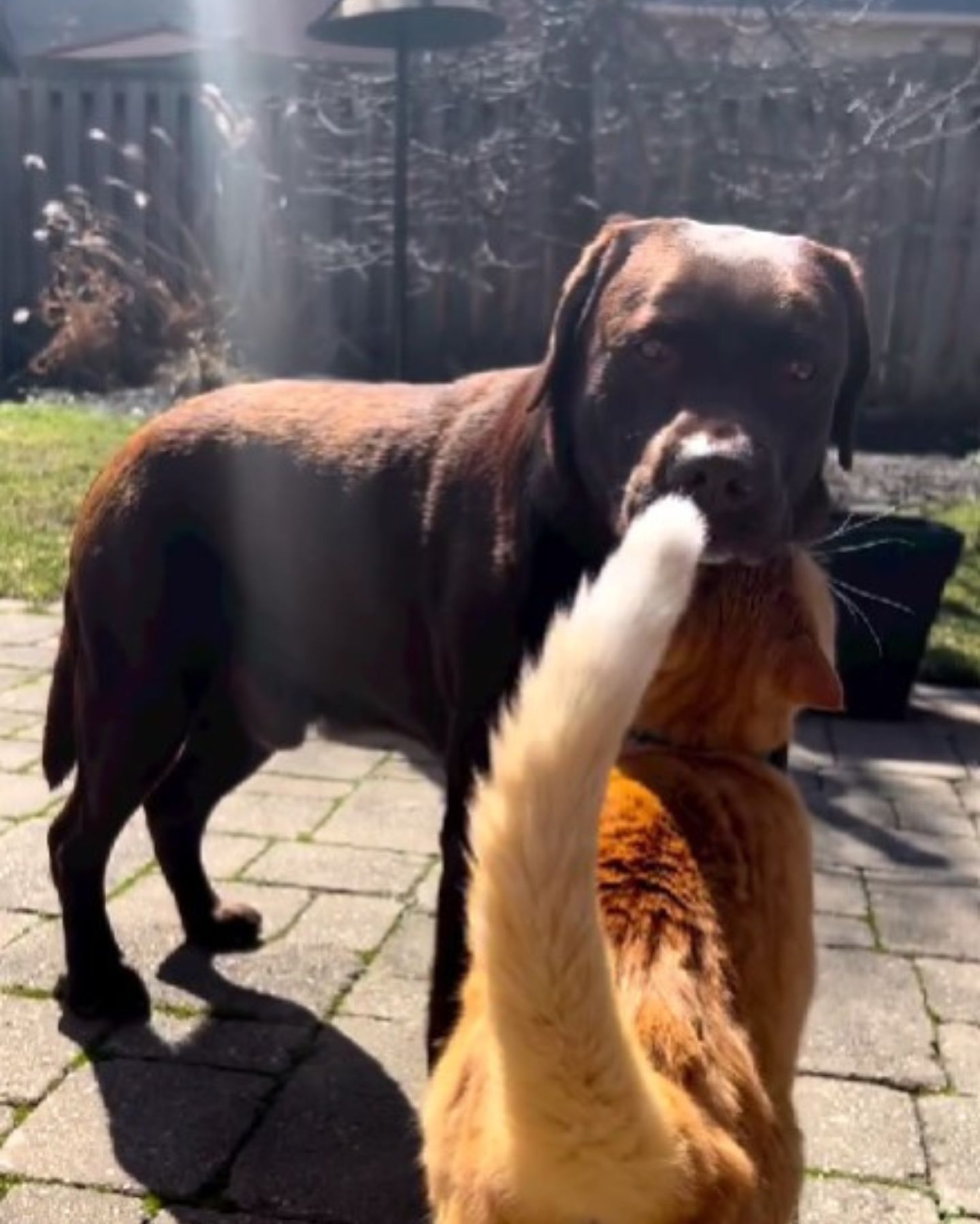 big brown dog with cat