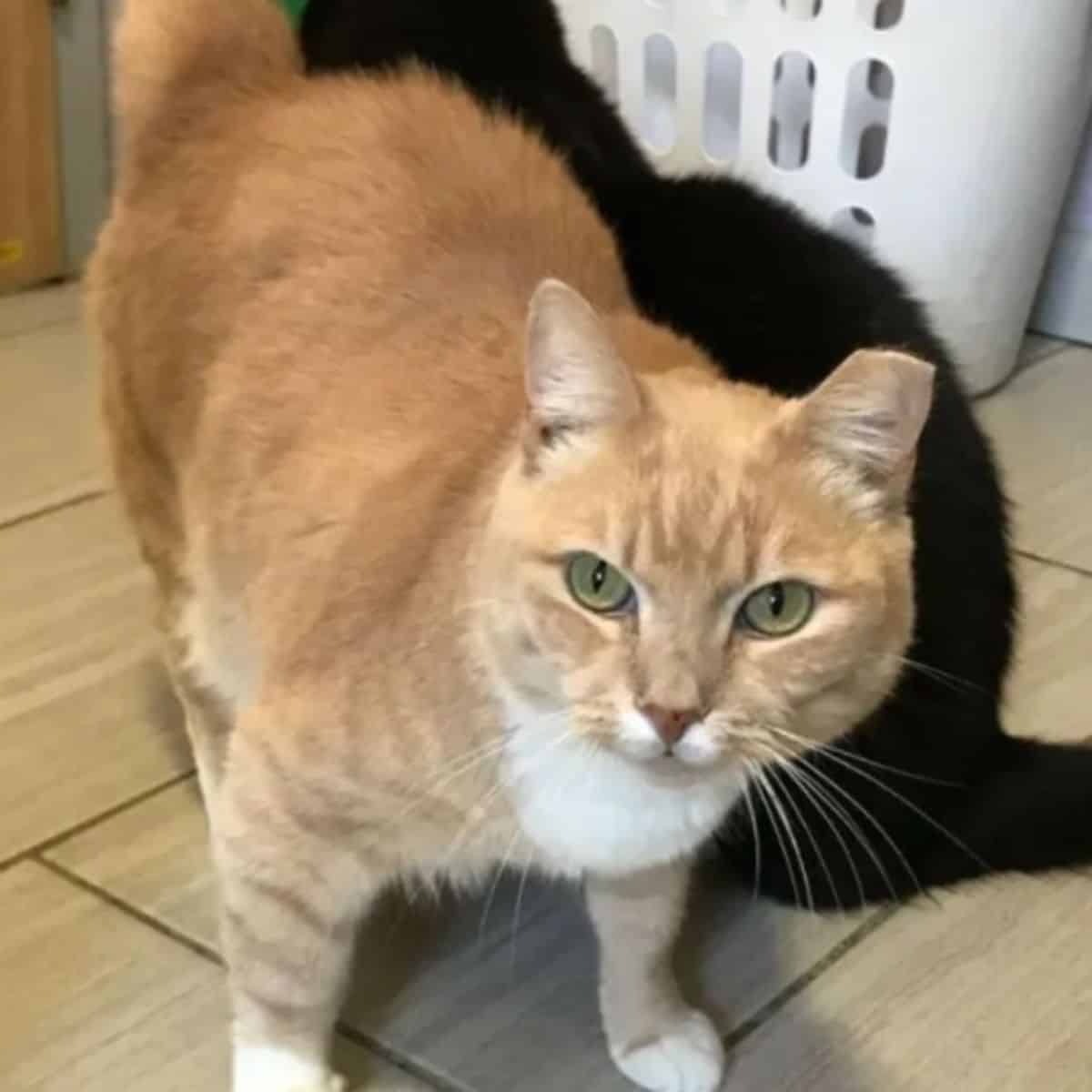 black and orange cat sitting