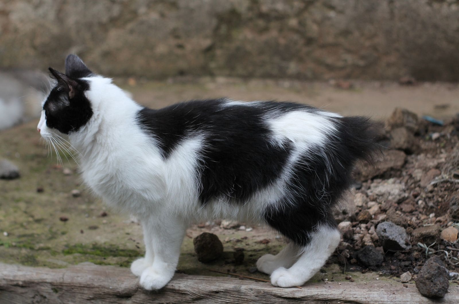 black and white cat