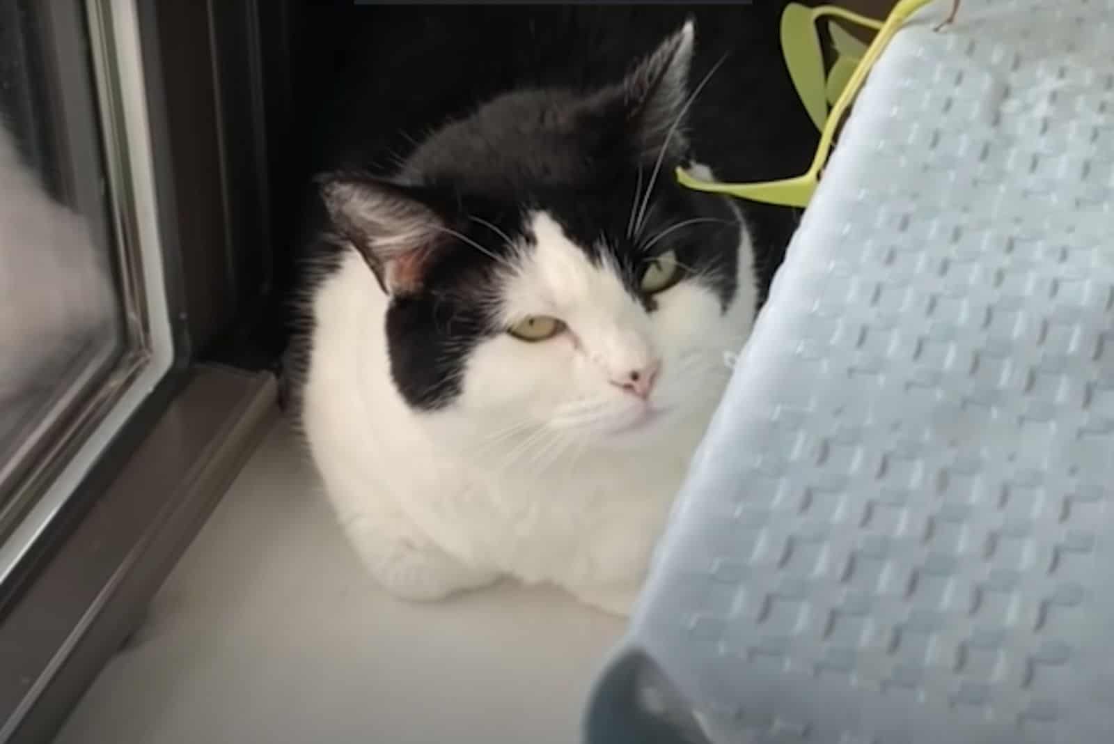 black and white cat looking up