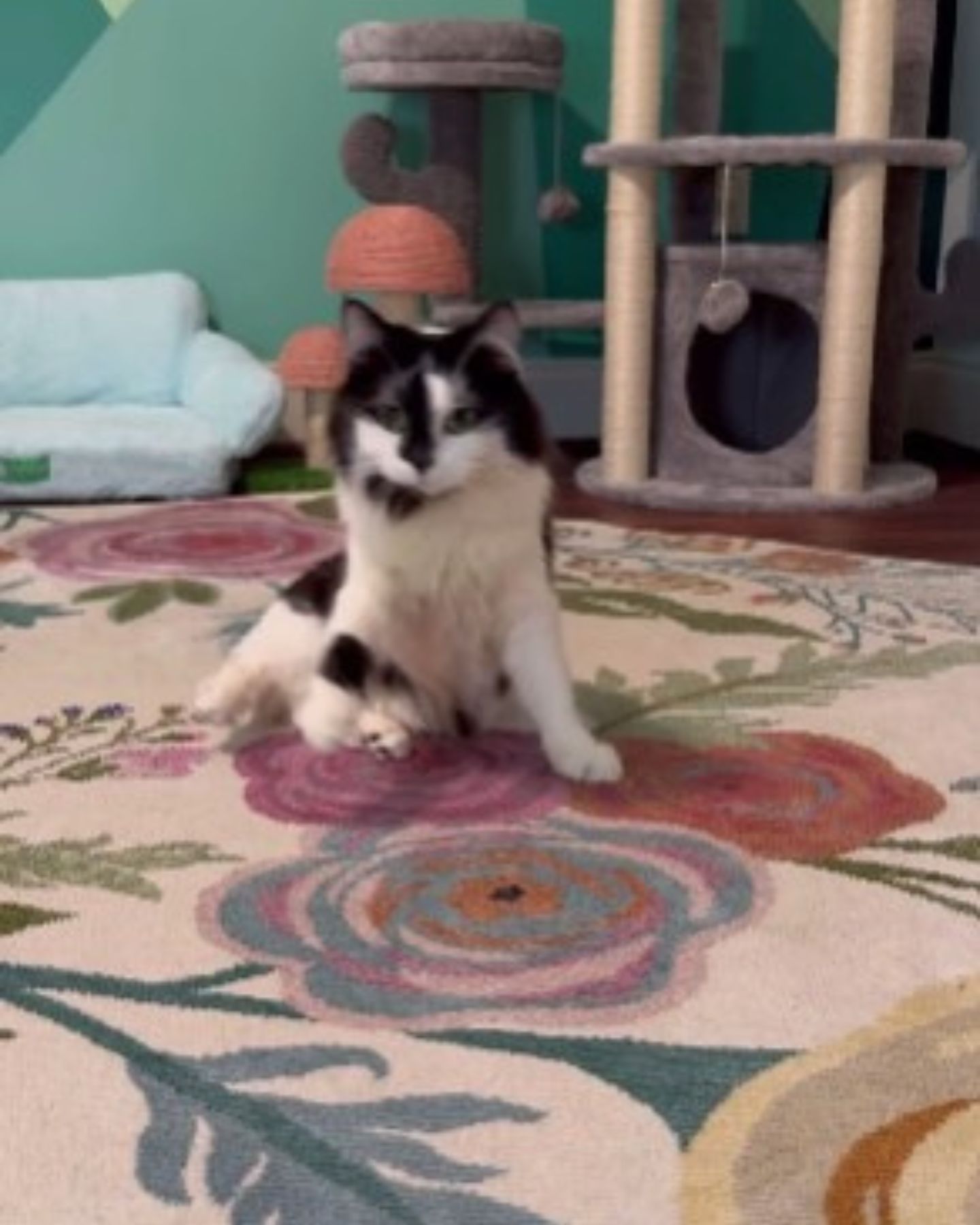 black and white cat on a rug