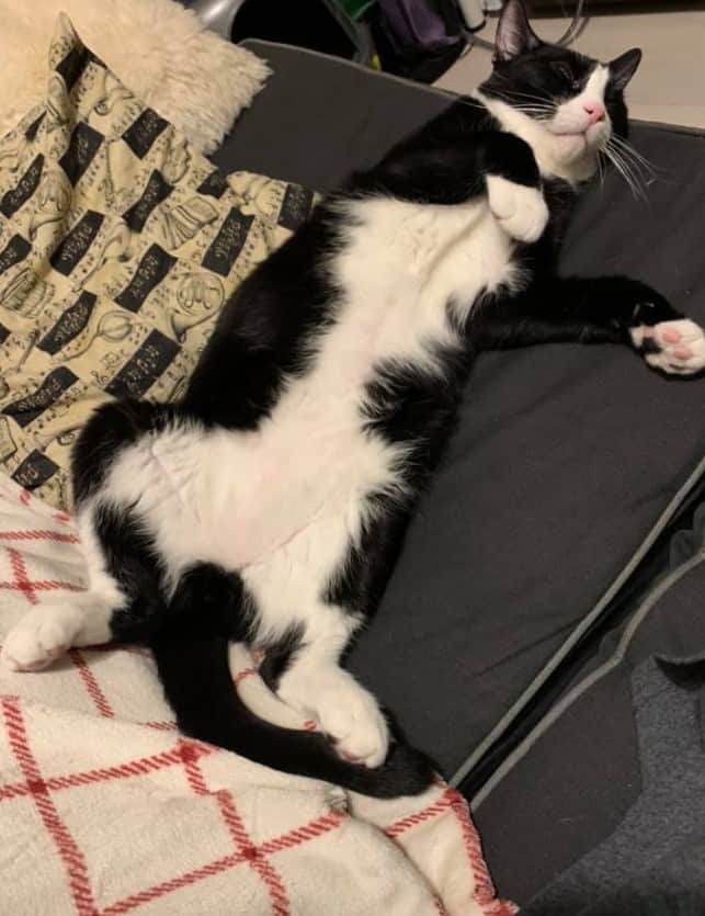 black and white cat sleeps on the couch