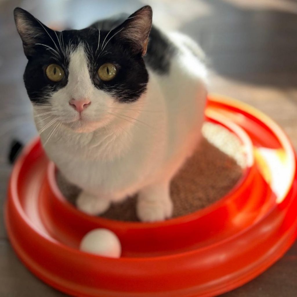 black and white cat standing