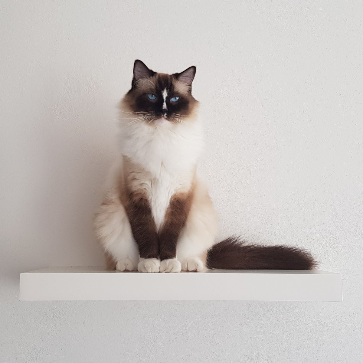 black and white cat with blue eyes