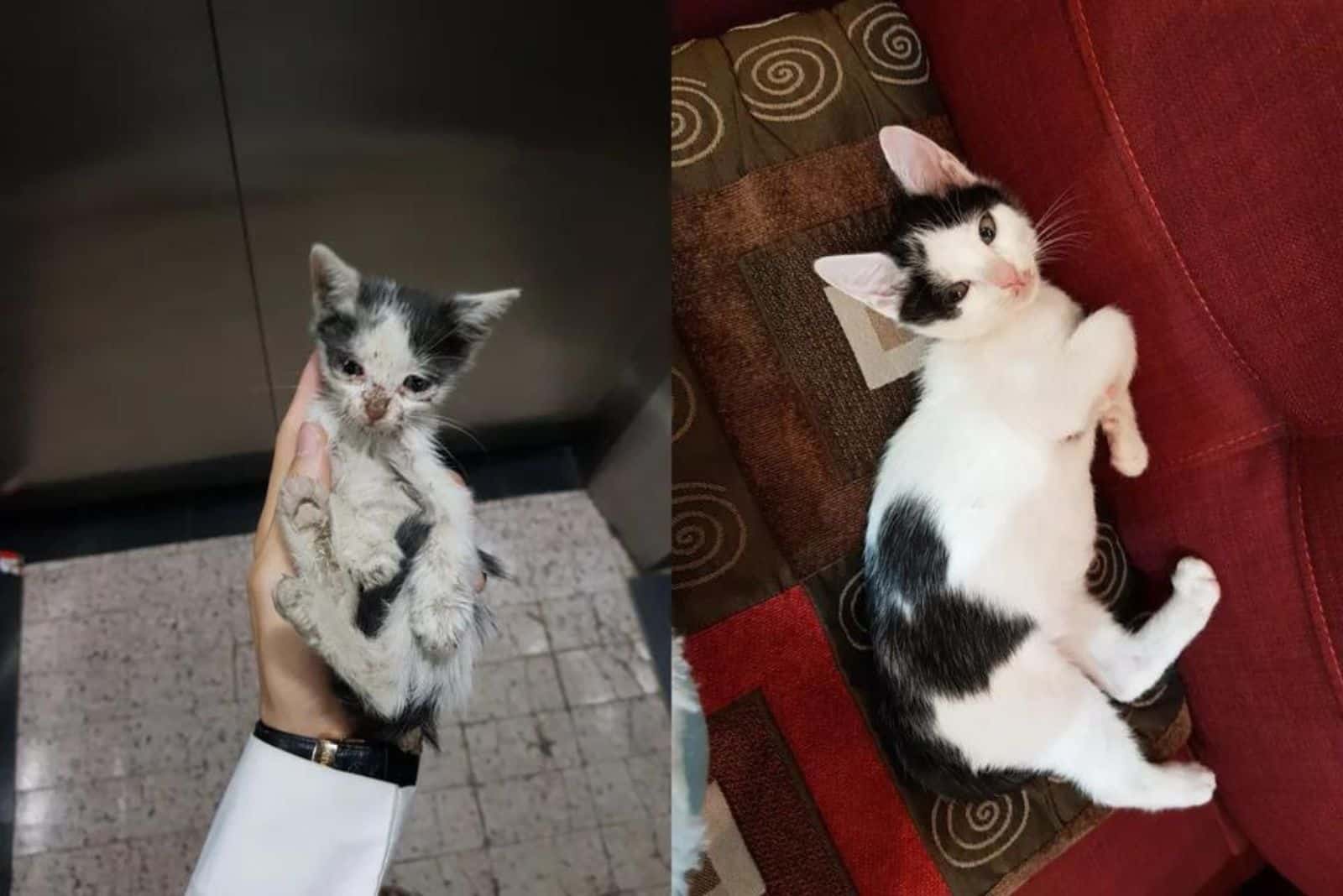 black and white kitten before and after adoption