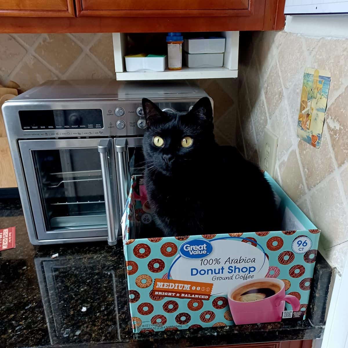 black cat in the kitchen sits