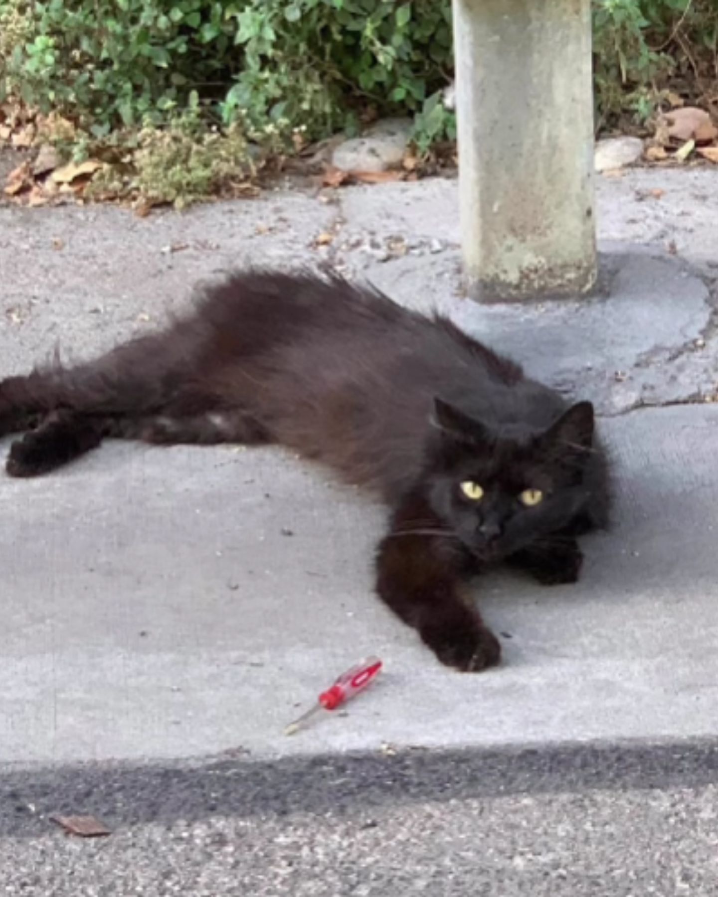 black cat laying on the street