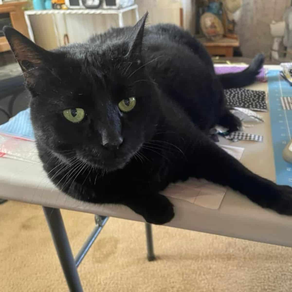 black cat on the table