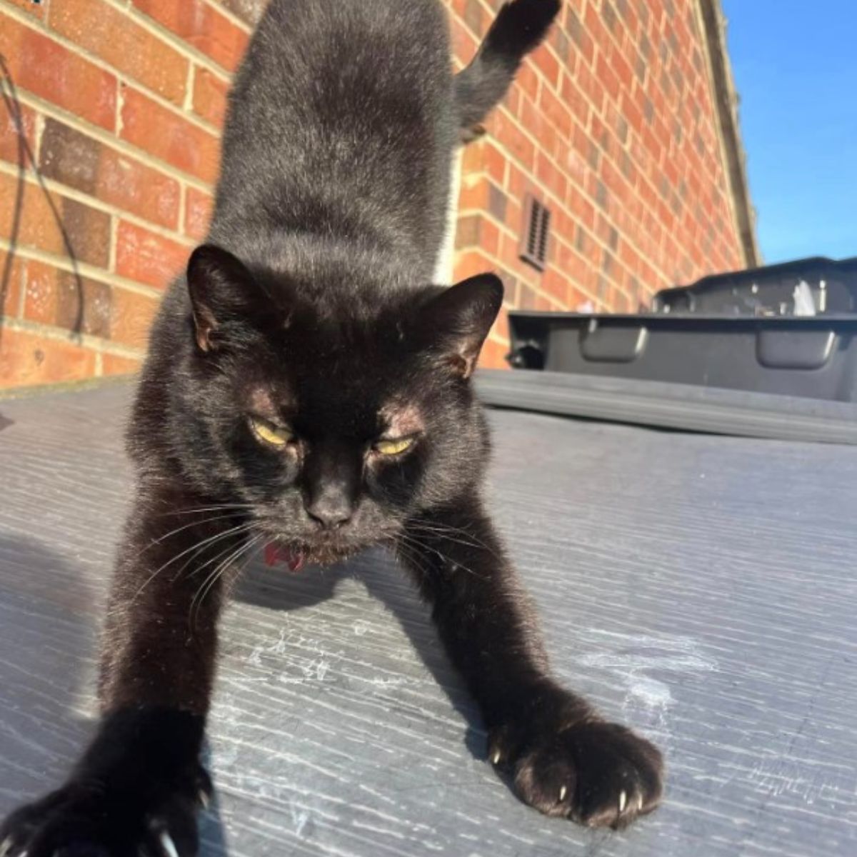 black cat stretching