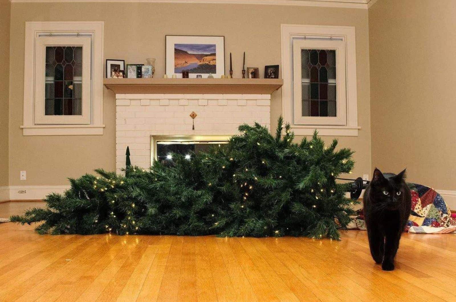 black cat walking away from fallen christmas tree