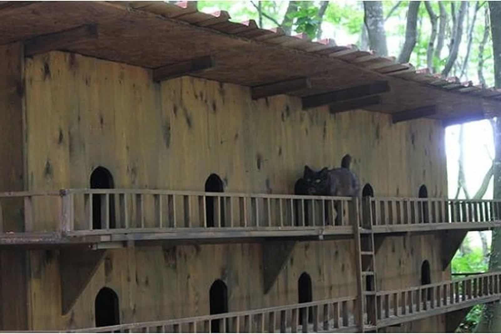 black cat walking by the railing of the cat house