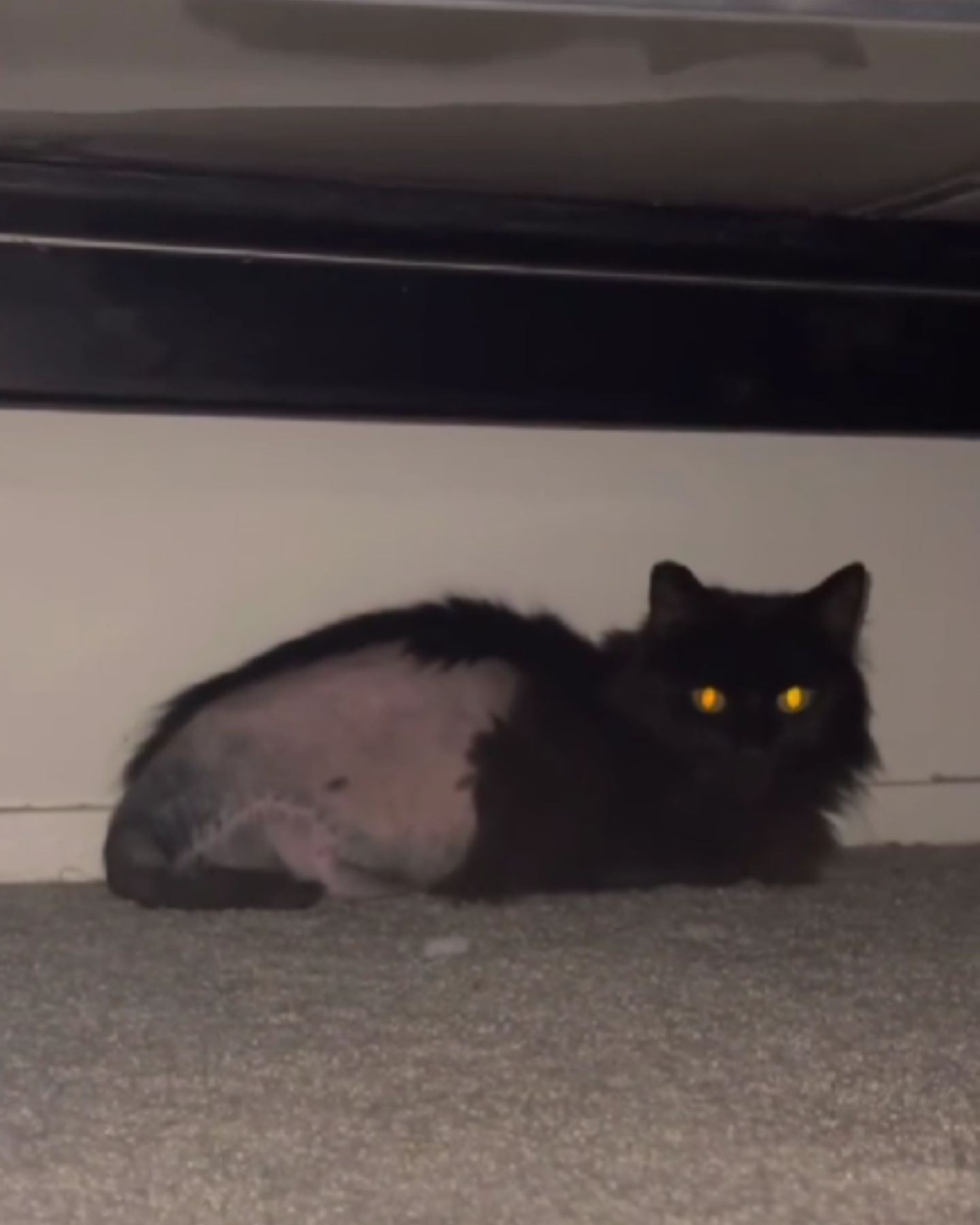 black cat with cancer