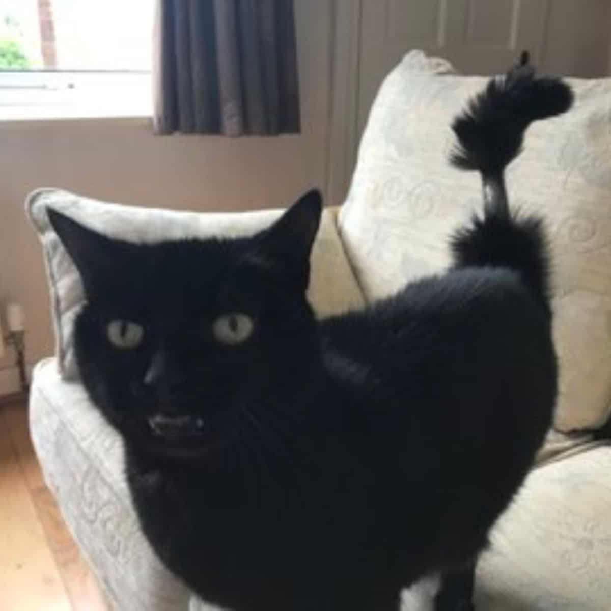 black cat with funny tail