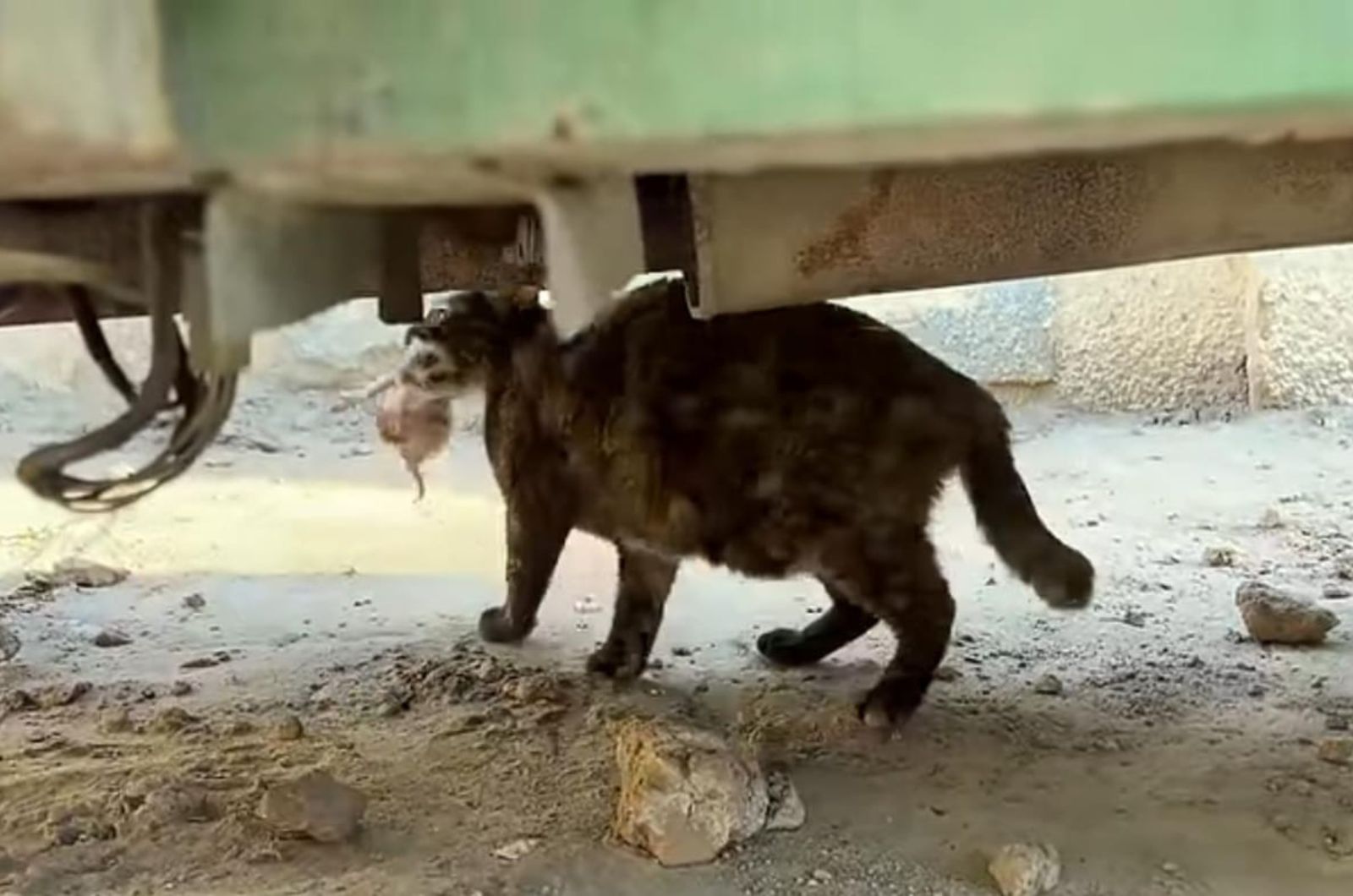 black cat with kitten in mouth